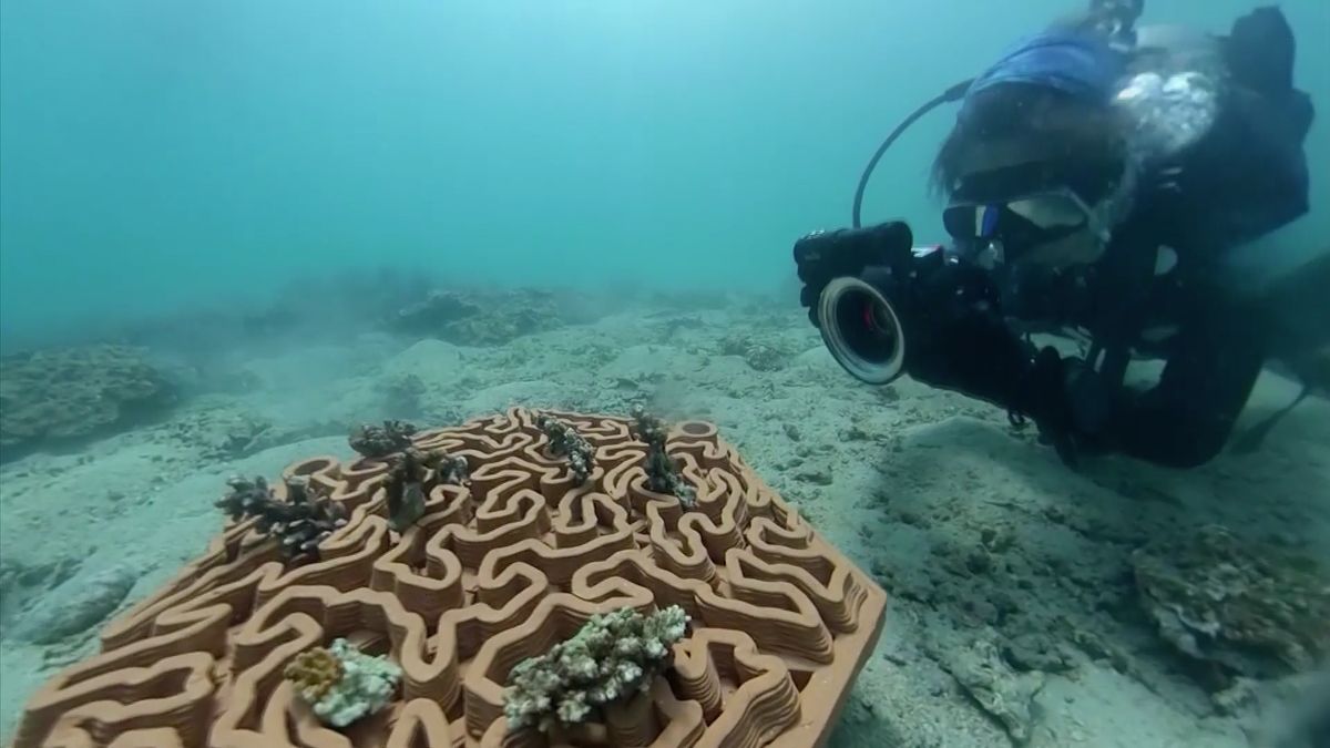 Do záchrany korálů se pouští i 3D tisk. Vyrábí květináče na dna moří